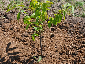 "Книги и праздничные наборы мы выгрузили у ворот..."